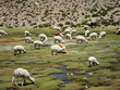 Llamas in the Andes near Arequipa and Colca Canyon, Peru