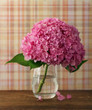 Blossoming pink hydrangea Blossoming pink hydrangea