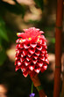 Ginger Flower