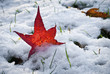 Leaf in Snow