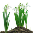 Photo: Snowdrops (Galanthus nivalis) on white background Snowdrops (Galanthus nivalis) on white background