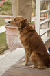Golden Retriver
