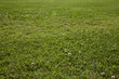 Grass Background
