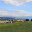 Vigneto