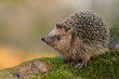 Europäischer Igel