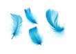 feathers