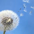 dandelion blowball and flying seeds
