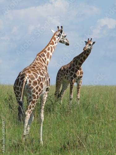 Foto: two Giraffes in african savannah two Giraffes in african savannah