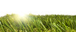 patch of artificial grass with sunlight shining through