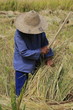 Travail dans les rizières