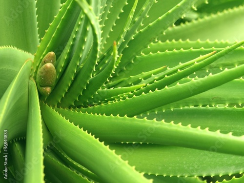 Photo: Close-up of Aloe leaves. Close-up of Aloe leaves.