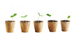 Young fresh seedling stands in peat pots