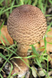 Pilz