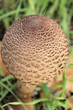 Pilz