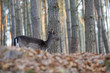 Foto: Dammwild im Nadelwald Dammwild im Nadelwald