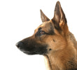 shepherd dog in front isolated on white background