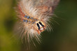 Foto: Hairy caterpillar Hairy caterpillar