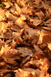 dry leaves lying on the ground dry leaves lying on the ground