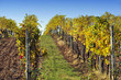 Chianti vineyard in Tuscany, Italy