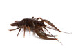 Crawfish on white background Crawfish on white background