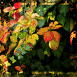 Foglie in autunno