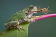 Frog Biting Grasshopper Frog Biting Grasshopper