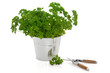 Parsley Herb Plant Parsley Herb Plant