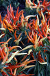 piment piment