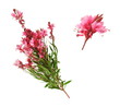 Rameau de laurier rose