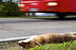 Dead Fox