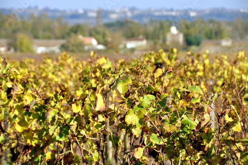 Photo: vignes à Sauternes vignes à Sauternes
