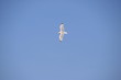 Seagull