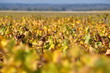 vignes à Sauternes