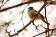 Foto: Day 63 Day 63