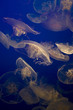 Photo: jellyfish jellyfish