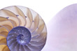 Photo: nautilus nautilus