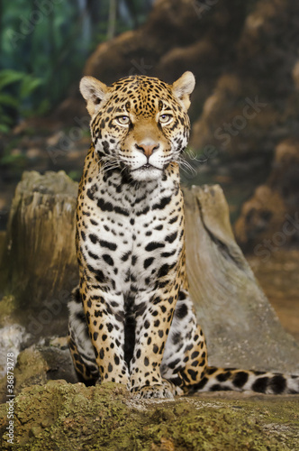 Photo: Jaguar Jaguar