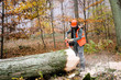 the  lumberjack and the forest