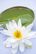 Lotus flower