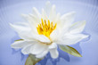 Lotus flower