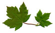 Green leaves