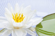 Lotus flower
