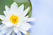 Lotus flower