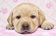 Close-up of little puppy