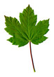 Green leaf