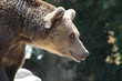 huge bear very expressive