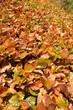 autumn leaves