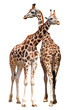 giraffes isolated