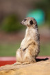 pensive Meerkat