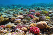 Coral reef, Red Sea, Egypt